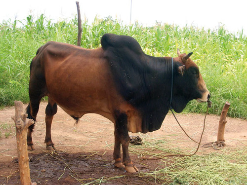 Brahma Cattle