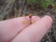 Caladenia atradenia