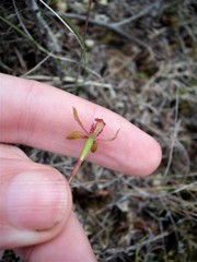 Caladenia atradenia