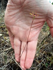 Caladenia atradenia