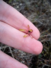 Caladenia atradenia