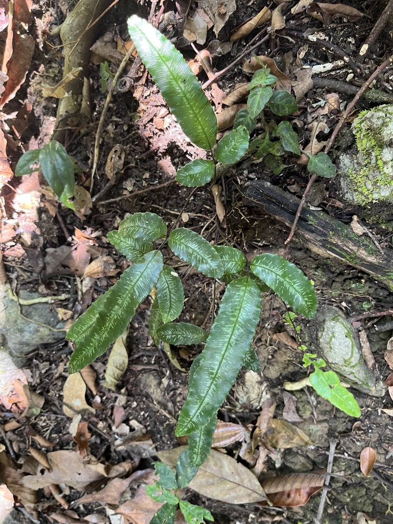 Pteris pellucida (Pteris pellucida)