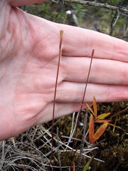 Caladenia atradenia