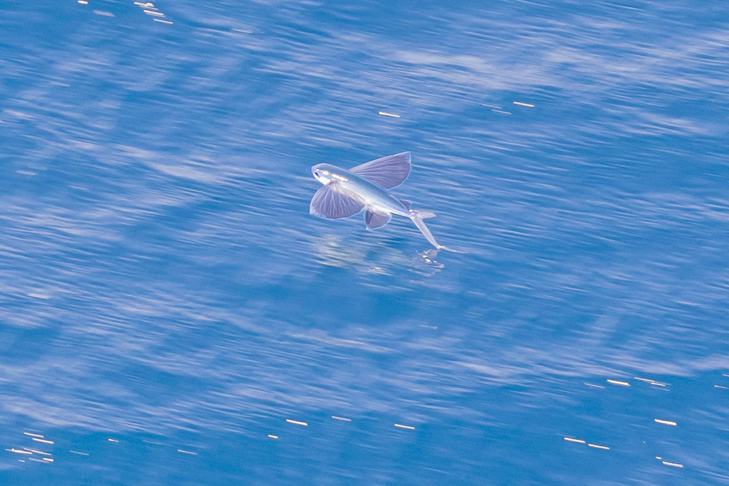 Sailor Flyingfish