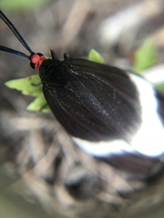 Pidorus atratus
