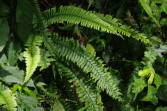 Hymenasplenium cheilosorum