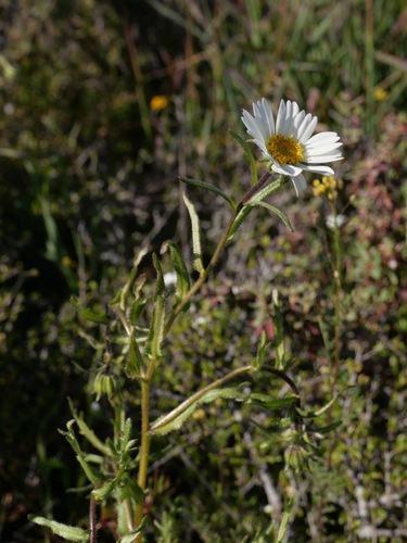 Image of Layia erubescens by (c) paulexcoff, some rights reserved (CC BY-SA)