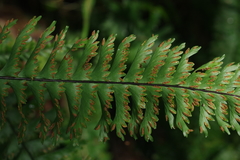 Hymenasplenium cheilosorum