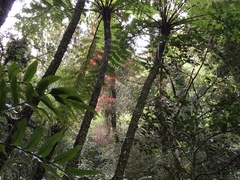 Metrosideros carminea