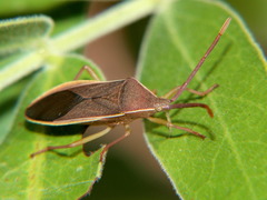 Homoeocerus