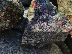 Gnorimosphaeroma oregonense