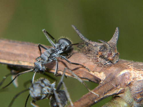 Savanna Spiny Sugar Ant