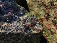 Gnorimosphaeroma oregonense