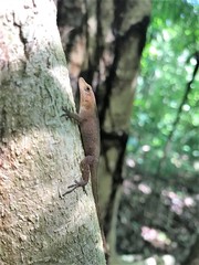Anolis uniformis