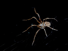 Cyphalonotus benoiti