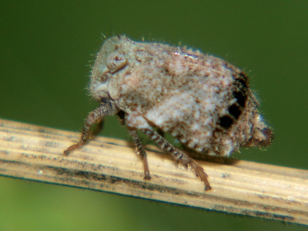 Eutropistini