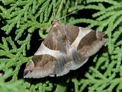 Dysgonia torrida