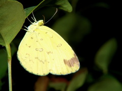 Eurema hecabe solifera