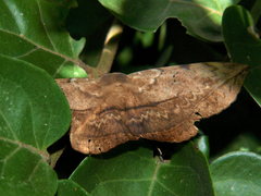 Hypopyra capensis