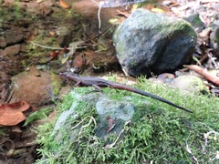 Anolis barkeri