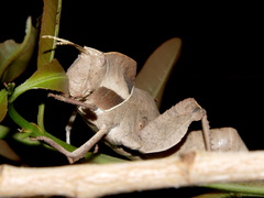 Lobosceliana loboscelis