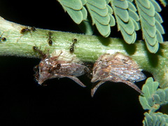 Oxyrhachis