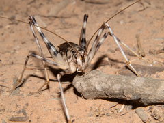 Phaeophilacris bredoides