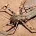 蛛蟋科 - Photo 由 william van Niekerk 所上傳的 (c) william van Niekerk，保留部份權利CC BY-NC