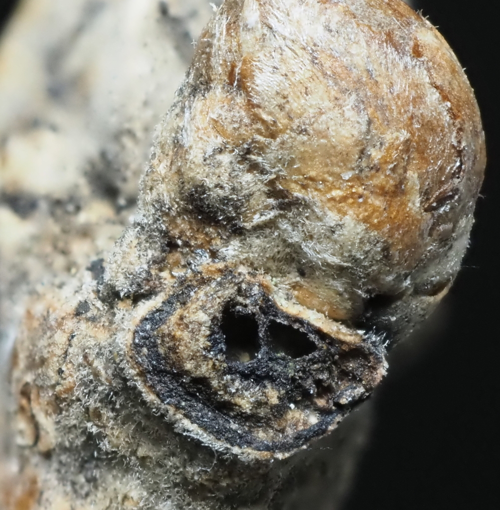 Neuroterus evolutus
