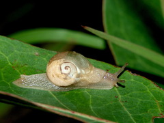 Sheldonia