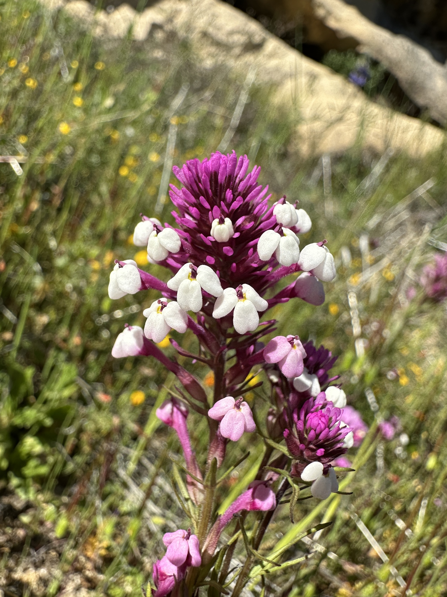 Triphysaria eriantha ssp. rosea