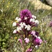 Triphysaria eriantha rosea - Photo (c) Matt Berger,  זכויות יוצרים חלקיות (CC BY), הועלה על ידי Matt Berger