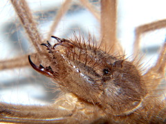 Solpugyla centralis