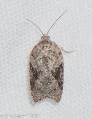 Acleris fuscana
