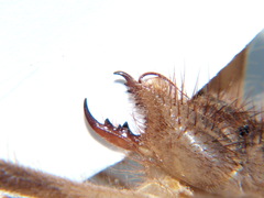 Solpugyla centralis