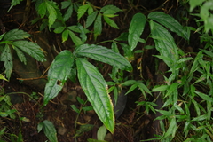Arisaema grapsospadix