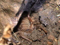 Solpugyla centralis