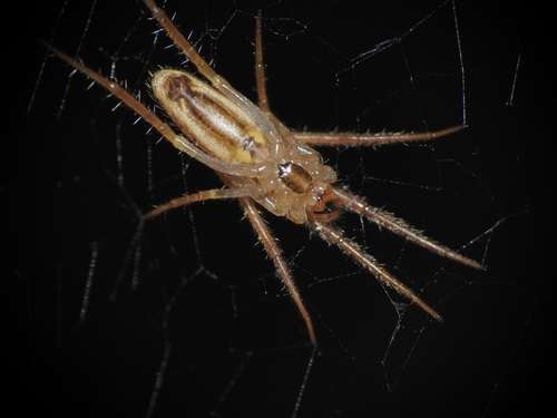 Larinia directa
