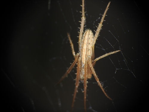Larinia directa