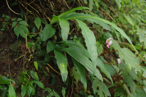 Calanthe woodfordii