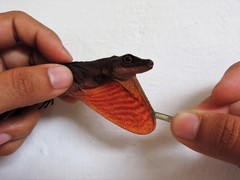 Anolis barkeri