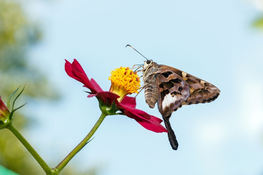 Carlos' Mottled-Skipper