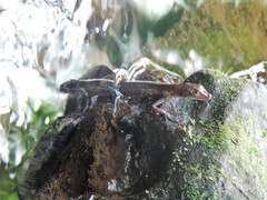 Anolis barkeri