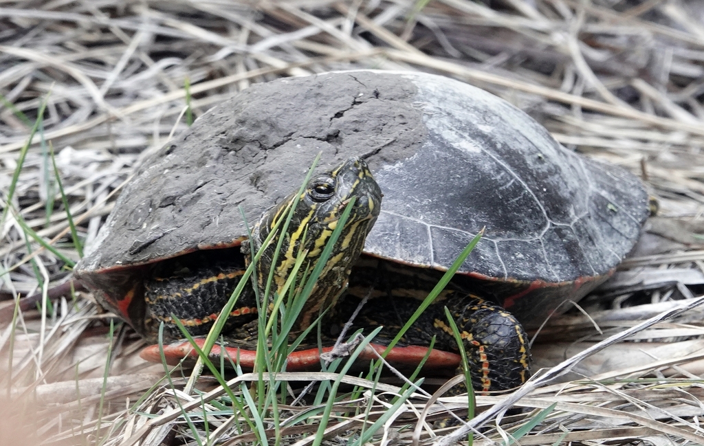 Painted Turtle from Scotts Bluff County, NE, USA on April 12, 2023 at
