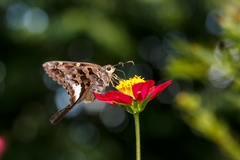 Codatractus carlos carlos