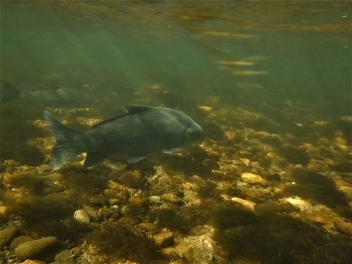 Buffalofish (Ictiobus bubalus) — Catostomidae — 3