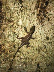 Anolis uniformis