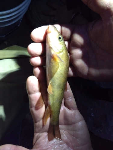 Yaqui sucker (Catostomus bernardini) — Catostomidae