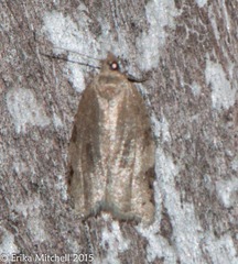 Choristoneura fractivittana