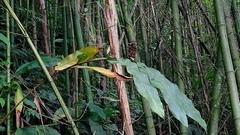 Alpinia sessiliflora